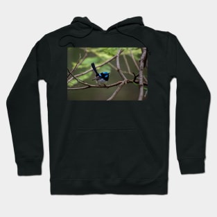 Superb Fairy Wren Hoodie